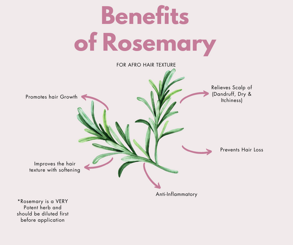 Rosemary Oil and It's Benefits for Afro Hair & Scalp